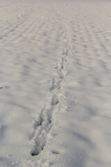 animal tracks in the snow,hare tracks in winter in the snow