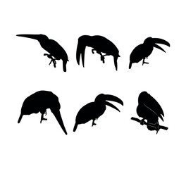 Collection of black silhouettes toucans
