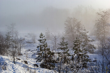 Winter snowy frosty landscape. The forest is covered snow. Frost and fog in the park