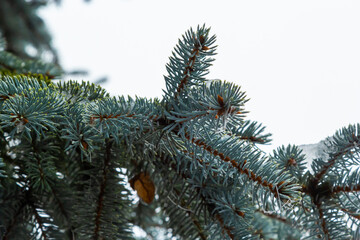 Spruce branch with small green needles under fluffy fresh white snow close-up