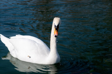 Naklejka premium White swan swims on the pond. Ornithology