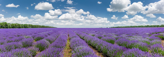 Lavendelfeld in voller Blüte in Bulgarien - obrazy, fototapety, plakaty