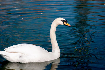 Obraz premium White swan swims on the pond in sunny day. Ornithology
