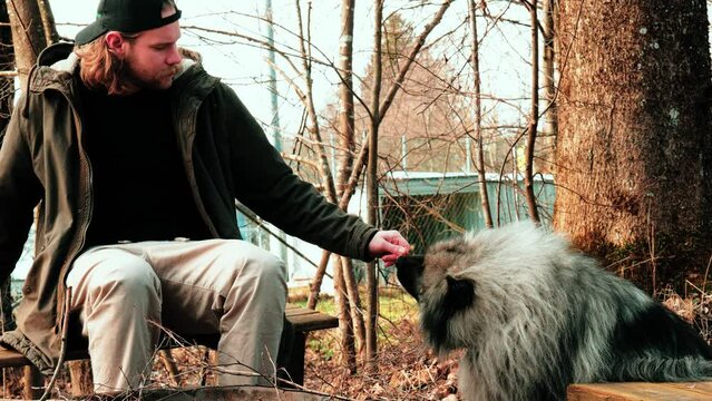 A fluffy wolfspitz is being rewarded with a treat. After the blond man holds it a little further away, the dog jumps to the treat. The man is sitting on a bench while the dog sitting in front of him.