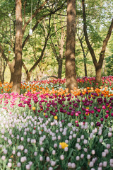 tulip field in spring