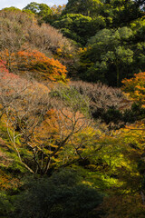 日本　大阪府箕面市にある箕面公園の紅葉した木々