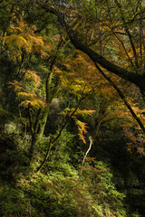 日本　大阪府箕面市にある箕面公園の紅葉した木々
