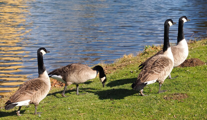 Group of canadian geese on a meadow