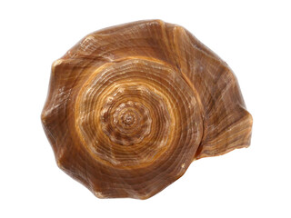 Sea shell on white background