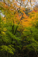 日本　大阪府箕面市にある箕面公園の紅葉した木々