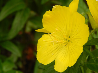 Yellow flowers. Spring flowers. Spring mood. Yellow flowers and green leaves. Lawn.