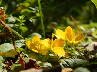 Yellow flowers. Spring flowers. Spring mood. Yellow flowers and green leaves. Lawn.