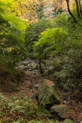 日本　大阪府箕面市にある箕面公園の紅葉した木々
