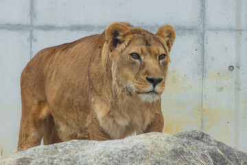 Fototapeta na wymiar ライオンの顔