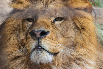 ライオンの顔