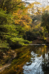 Fototapeta na wymiar 日本　大阪府箕面市にある箕面公園を流れる箕面川と紅葉した木々