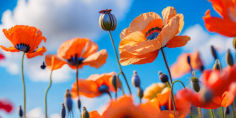 Orange poppy flowers in the field fresh blue sky. generative AI 