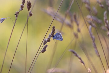 una farfalla polyommatus icarus su dell'erba al tramonto