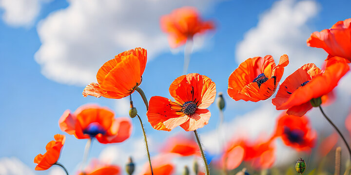 Colorful poppy flowers in the field in spring, generated AI