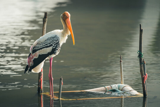 beautiful painted stork on the river