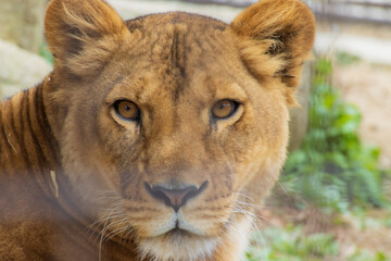 Obraz na płótnie Canvas ライオンの顔