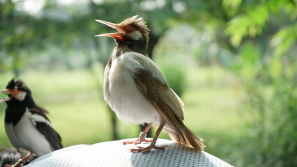 Indonesian Suren Starling bird closeup