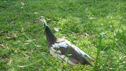 Bird Peacock From Indonesian