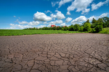 Cracked soil after flooding a field with green soybeans, drought near the village