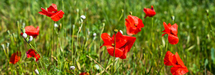 Beautiful red poppies in the green grass. Flower poppy flowering on background green field. Nature.