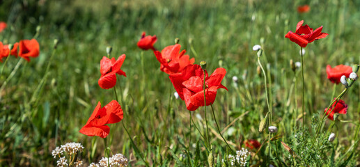 Beautiful red poppies in the green grass. Flower poppy flowering on background green field. Nature.
