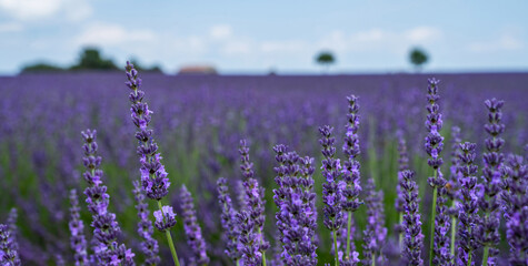 Fototapeta premium Selective focus on lavender flowers in flower field. Lavender flowers lit by sunlight. Provence, Valensole Plateau, France.