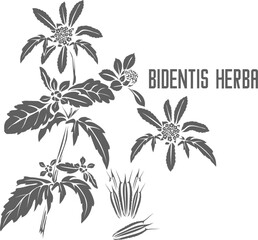 Bidentis herba stem vector silhouette. Bidentis herba medicinal herbal outline. Flaveria bidentis silhouette for pharmaceuticals and coocking. A set of Bidentis plant outlines.