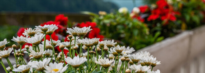 Naklejka premium Beautiful flower bed bloom in the garden. A flower bed of colourful flowers, with a shallow depth of field.