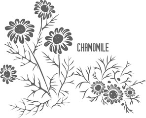Chamomile stem with flowers vector silhouette. Matricariae flores medicinal herbal outline. Roman chamomile silhouette for pharmaceuticals and cosmetology. A set of Chamomile blossom outlines.