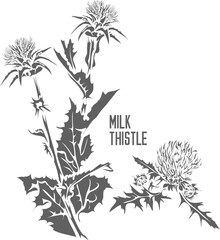 Milk thistle stem with flowers vector silhouette. Sylibum marianum medicinal herbal outline. Blessed milk-thistle silhouette for pharmaceuticals and cosmetology. A set of Milk thistle blossom outlines