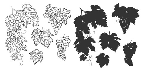 Set of illustrations of grapes. Monochrome sketches and silhouettes of grapevine, bunch and leaves