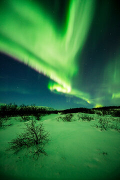 imagen de un paisaje nocturno nevado con una aurora boreal en el cielo nocturno estrellado 