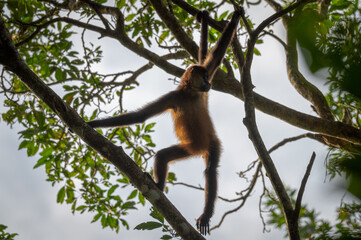 Naklejka na ściany i meble Wild spider monkey on a brunch in Corcovado (Costa Rica) 