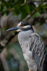 Yellow crowned Night Heron (Nyctanassa violacea) bird with red eyes, perched on a branch in the Tortuguero natural park of Costa Rica.