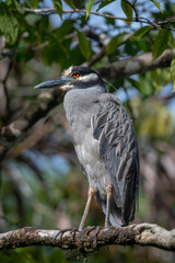 Yellow crowned Night Heron (Nyctanassa violacea) bird with red eyes, perched on a branch in the Tortuguero natural park of Costa Rica.
