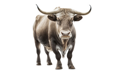 Bull isolated on white, transparent background, PNG, generative ai	
