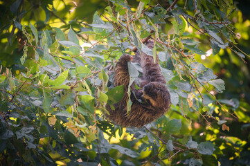 Wild sloth eating on a brunch. Corcovado National Park (Costa Rica)