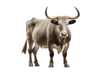 Bull isolated on white, transparent background, PNG, generative ai	
