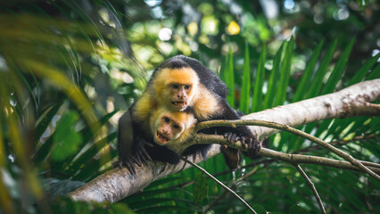 Two capuchin monkeys on a branch in Costa Rica