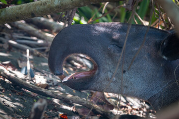 Costa Rican tapir yawning, detail of mouth, teeth and eyes.