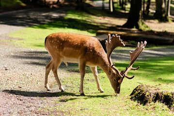 Red deer in the forest grazing in the meadow. Sunny summer day.