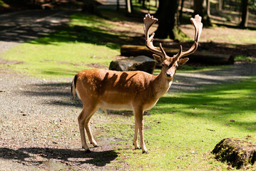 Alone deer on the meadow looking in the camera, in the forest. Sunny summer day.