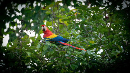 Wild red macaw parrot, with blue and yellow wings, perched on a branch in a tropical forest