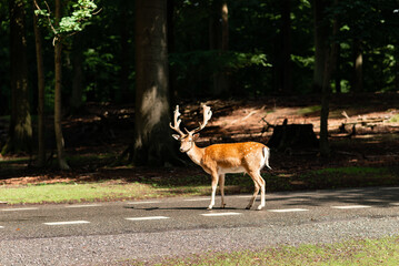 Alone deer walks along the road in the forest. Sunny summer day.