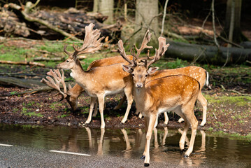 Several deer graze along the road in the forest. Sunny summer day.